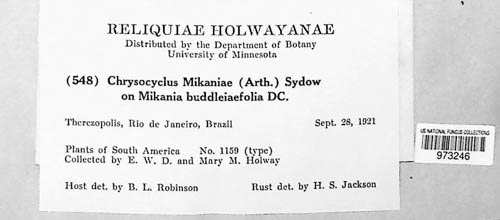 Chrysocyclus mikaniae image